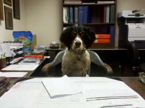 Boomer, our VP of customer relations, at his desk. He is the hardest working NLE employee!